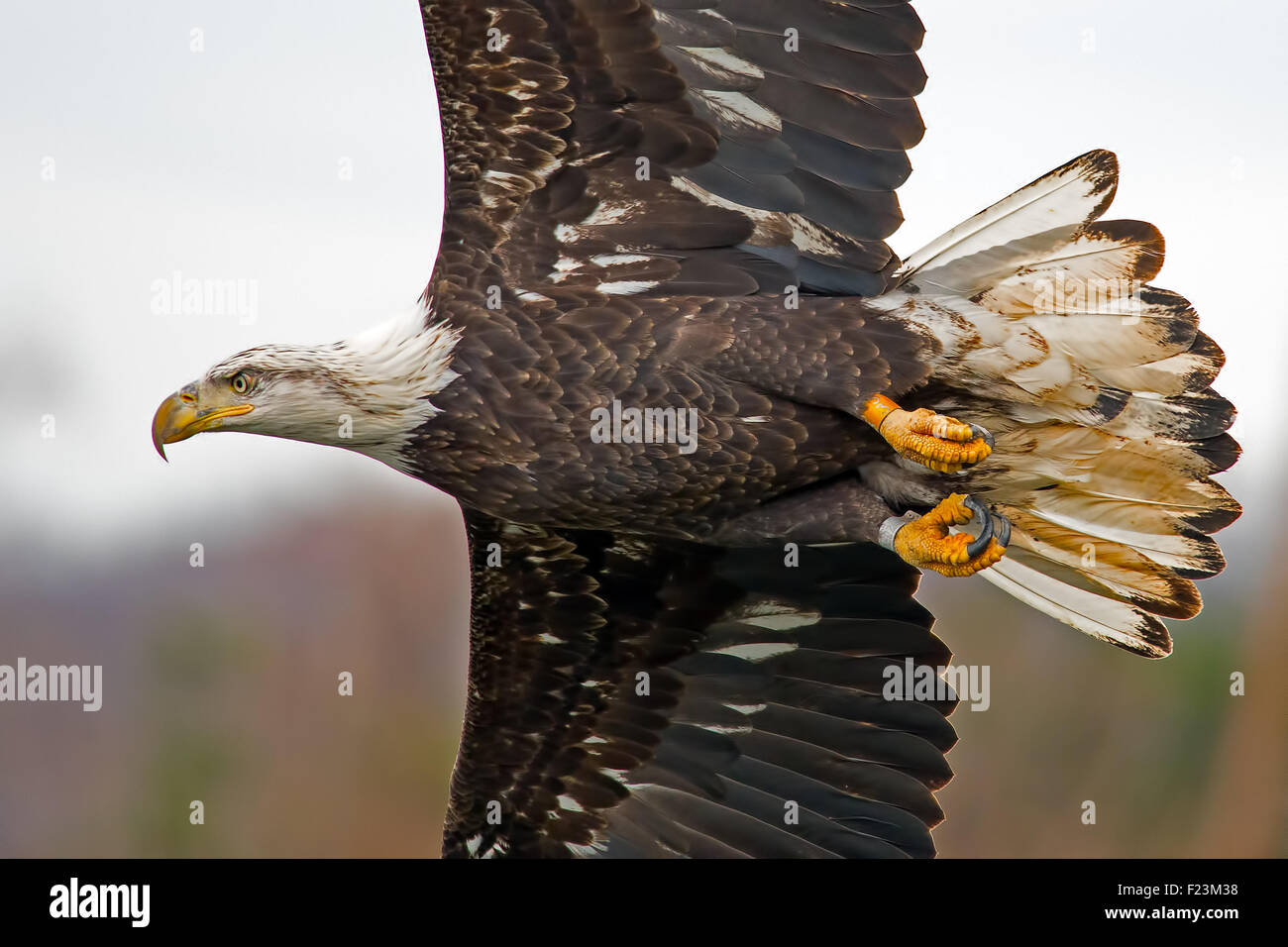 L'aigle chauve américain en vol Banque D'Images