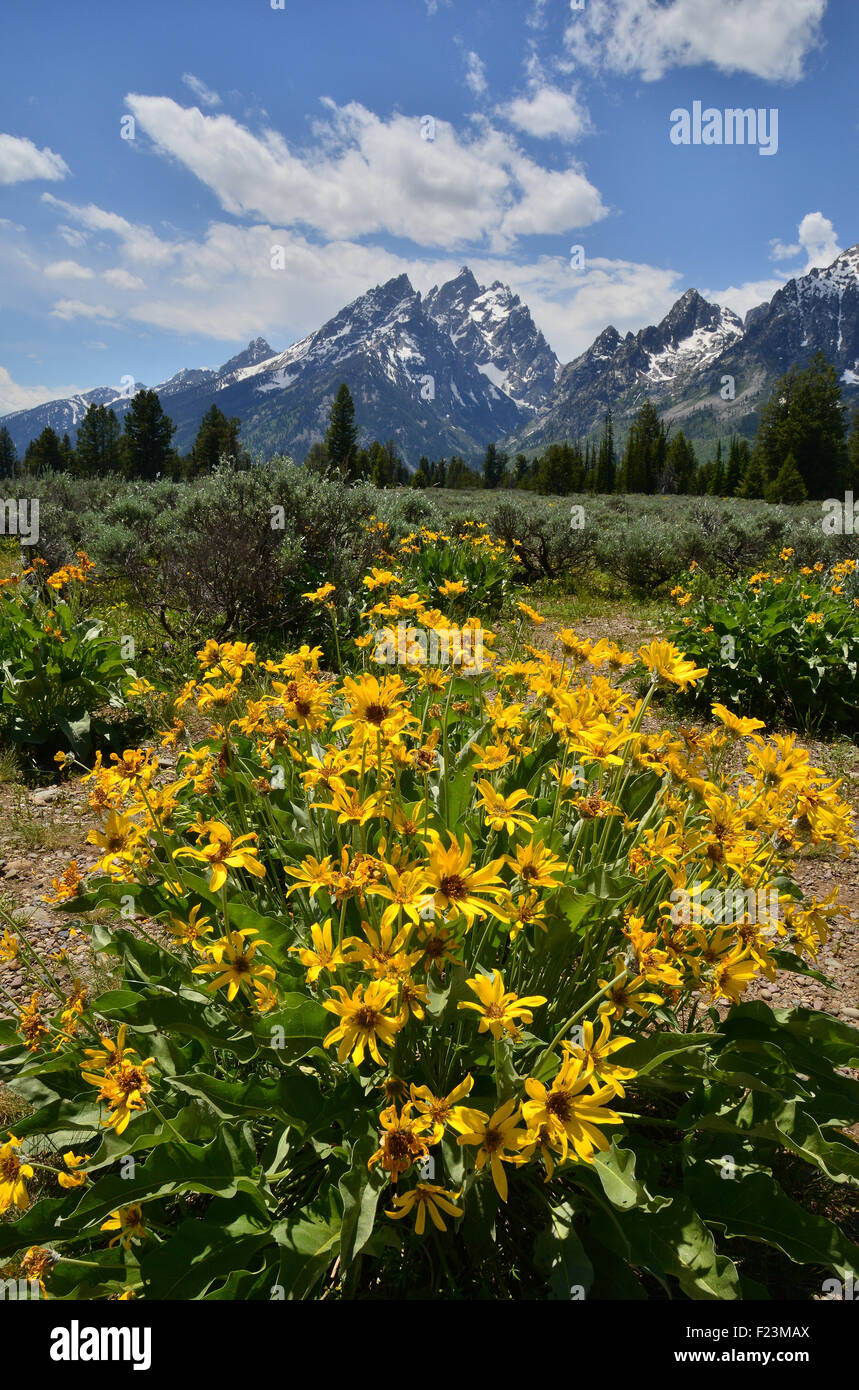 Balsm fleurs racine fleurissent au début de juin dans le Grand Teton National Park au nord de Jackson, Wyoming Banque D'Images