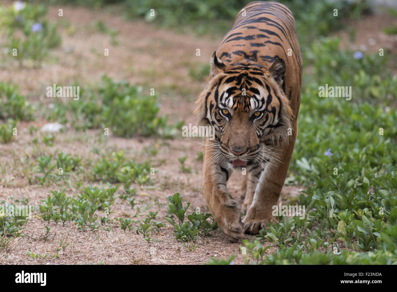 Tigre de Sumatra patrouiller Banque D'Images
