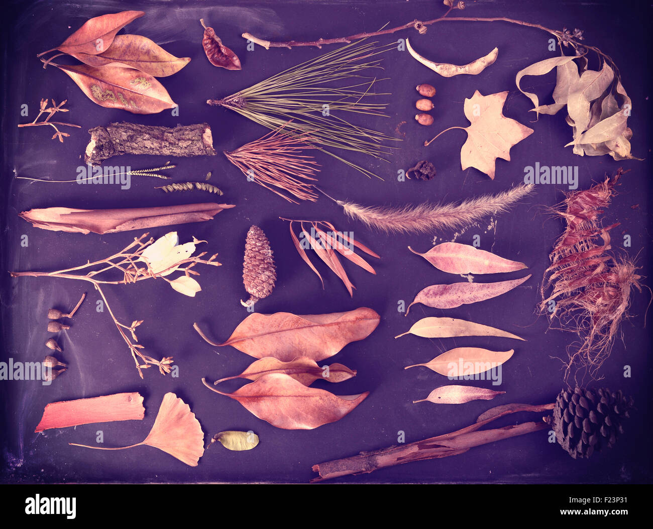 La composition de l'automne automne nature éléments sur tableau noir l'arrière-plan. Comprend des feuilles de ginkgo, cône de pin, l'écorce et les branches. Banque D'Images