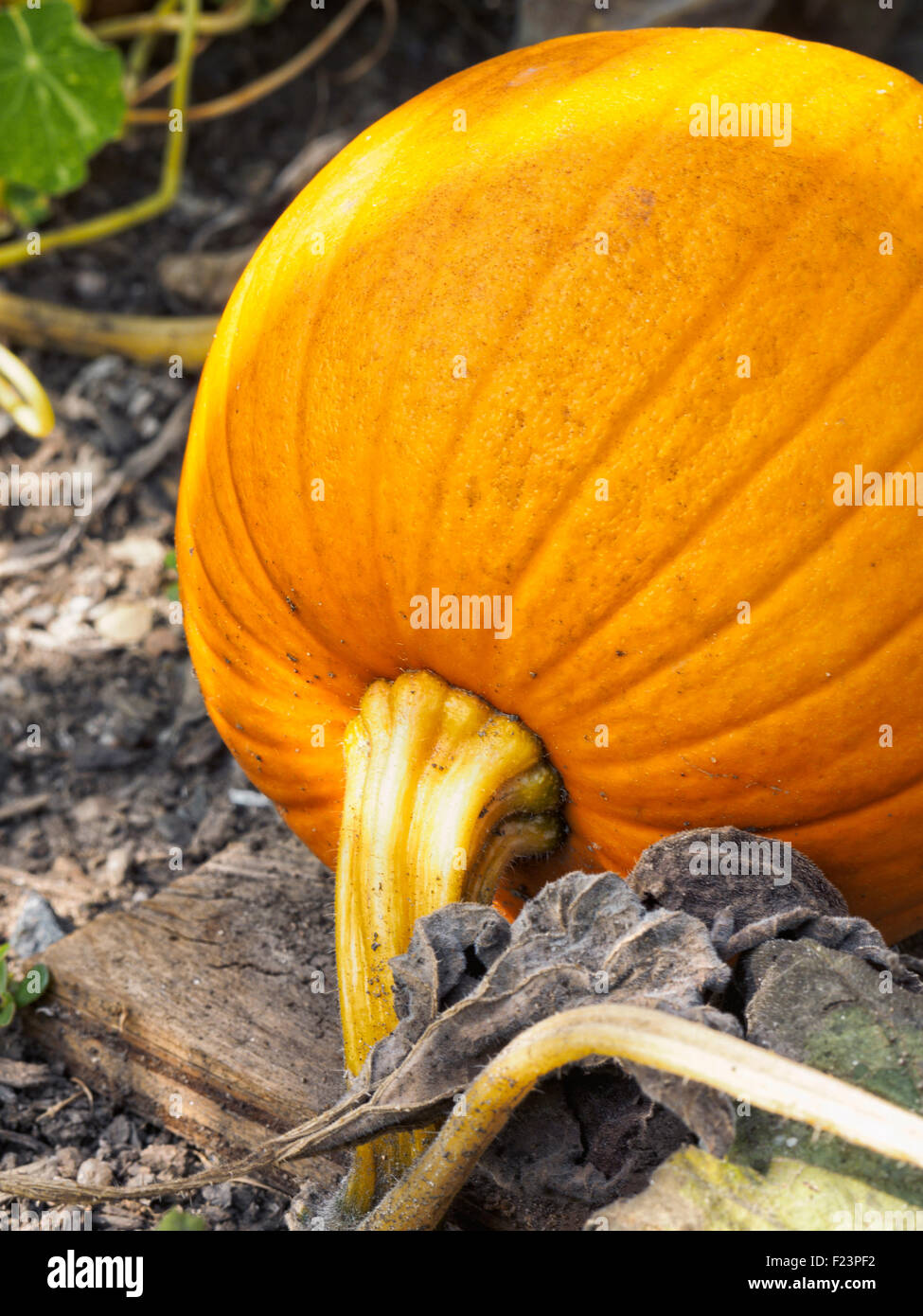 Close up of ripe orange citrouille poussant dans un champ de citrouilles. Automne Automne Halloween concept. Banque D'Images