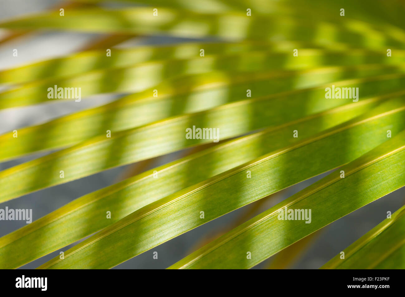 Arrière-plan de feuilles de palmier close up Banque D'Images