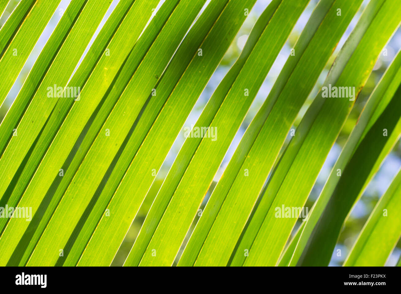 Arrière-plan de feuilles de palmier close up Banque D'Images