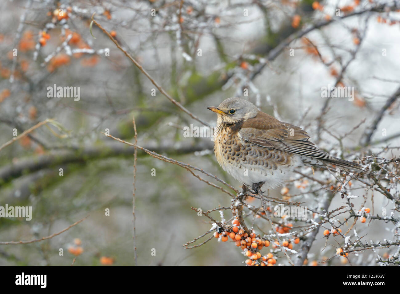 Fieldfare Wacholderdrossel / congélation ( f ) se trouve dans Turdus une haie d'argousier. Banque D'Images