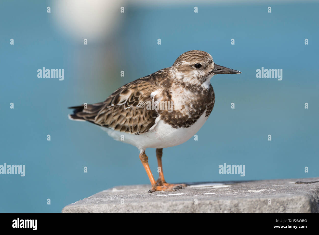 Le Bécasseau variable (Calidris alpina), Florida, USA Banque D'Images