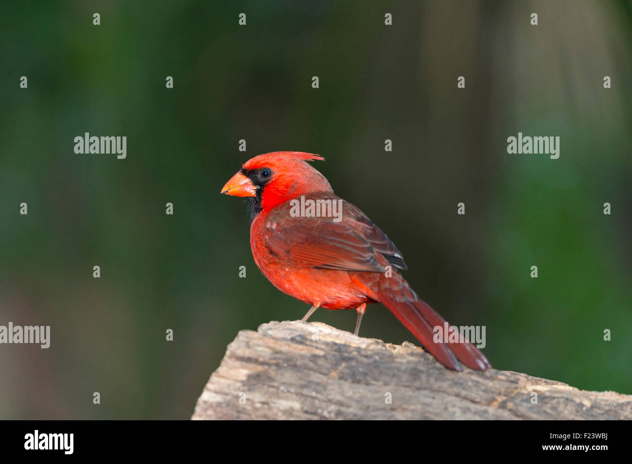 Cardinal rouge (Cardinalis cardinalis), Florida, USA Banque D'Images