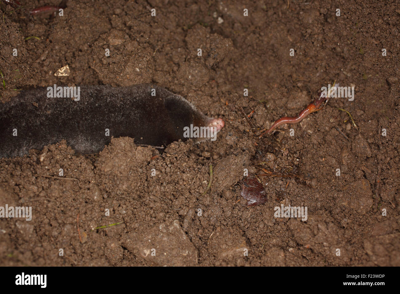 Talpa europaea Mole courir ver sur un terrain de nuit Banque D'Images