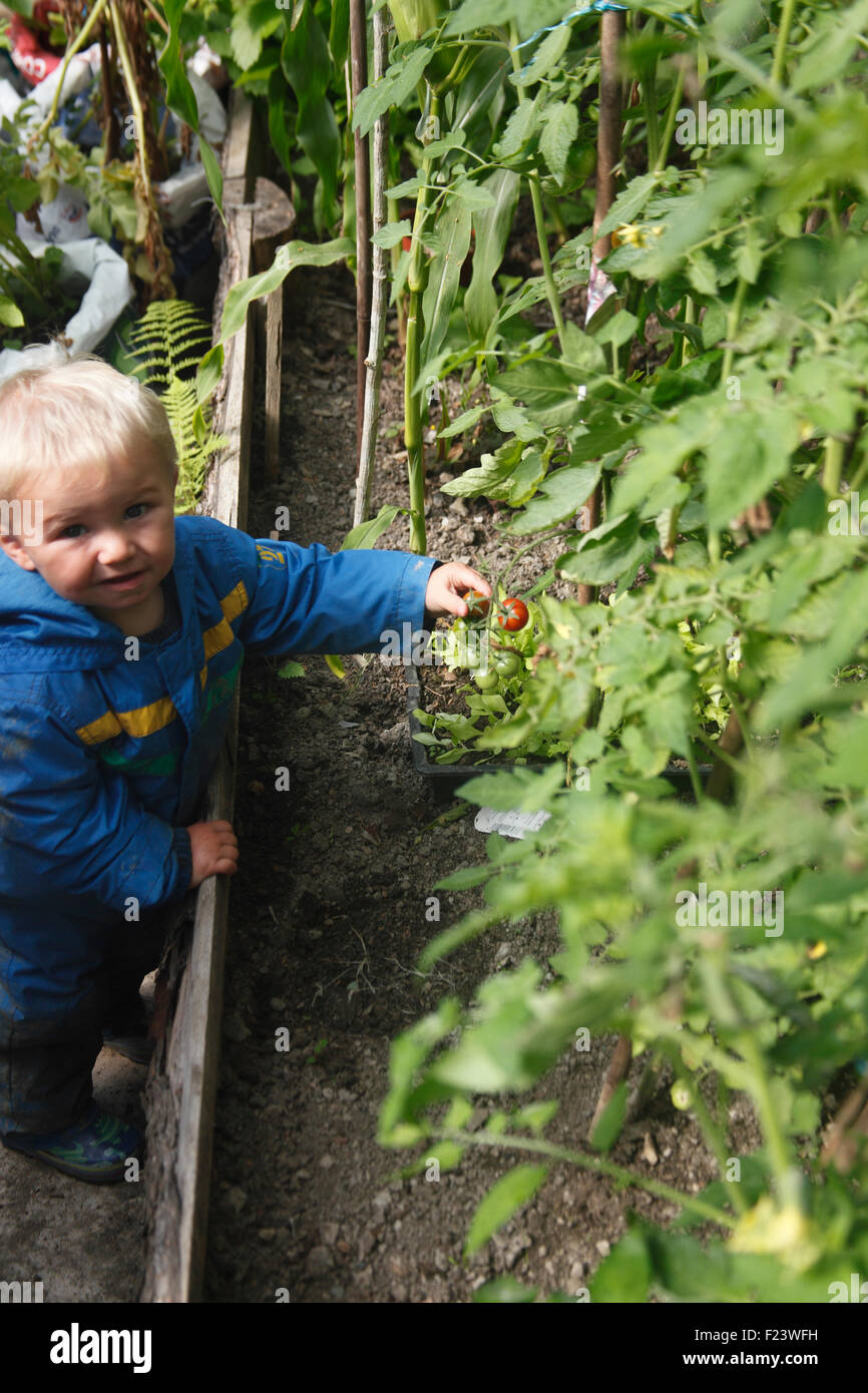 Tomates cerises Préparation des tout-petits en tunnel poly Banque D'Images