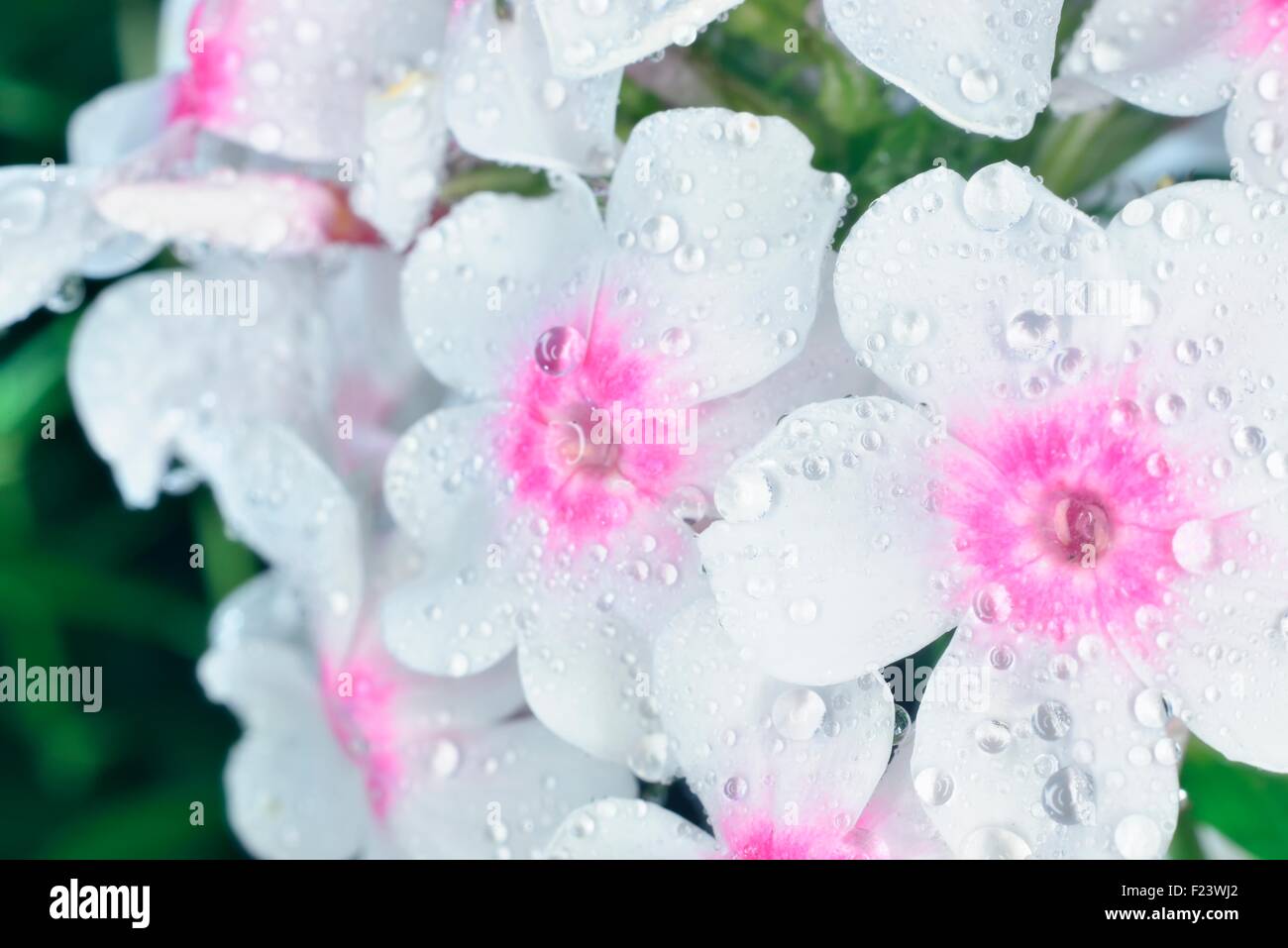 Phlox violet et blanc avec de grosses gouttes de pluie après Banque D'Images