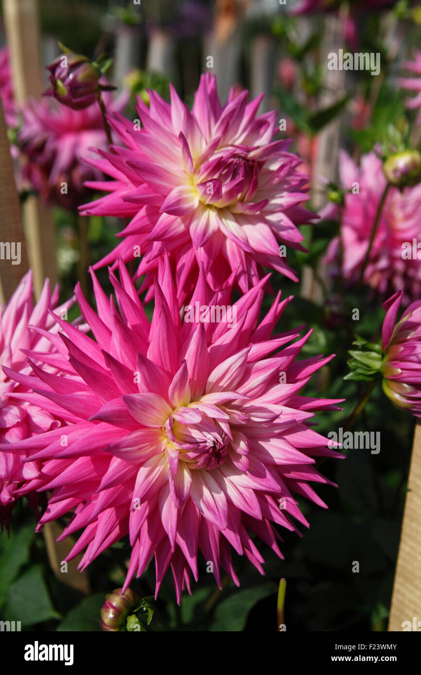 Dahlia 'Jupiter' semi géant cactus en fleur Banque D'Images