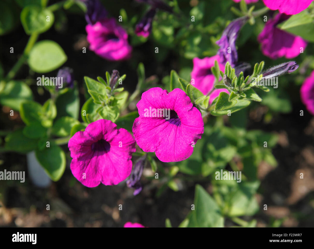 Petunia integrifolia close up of flower Banque D'Images