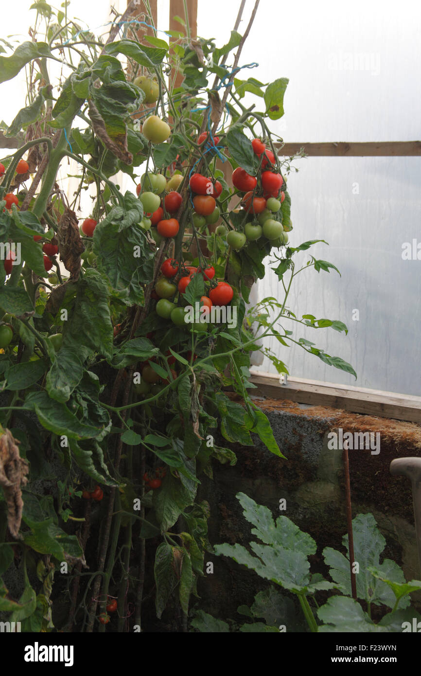 La maturation des fruits de tomate Lycopersicon esculentum sur vigne polytunnel Banque D'Images