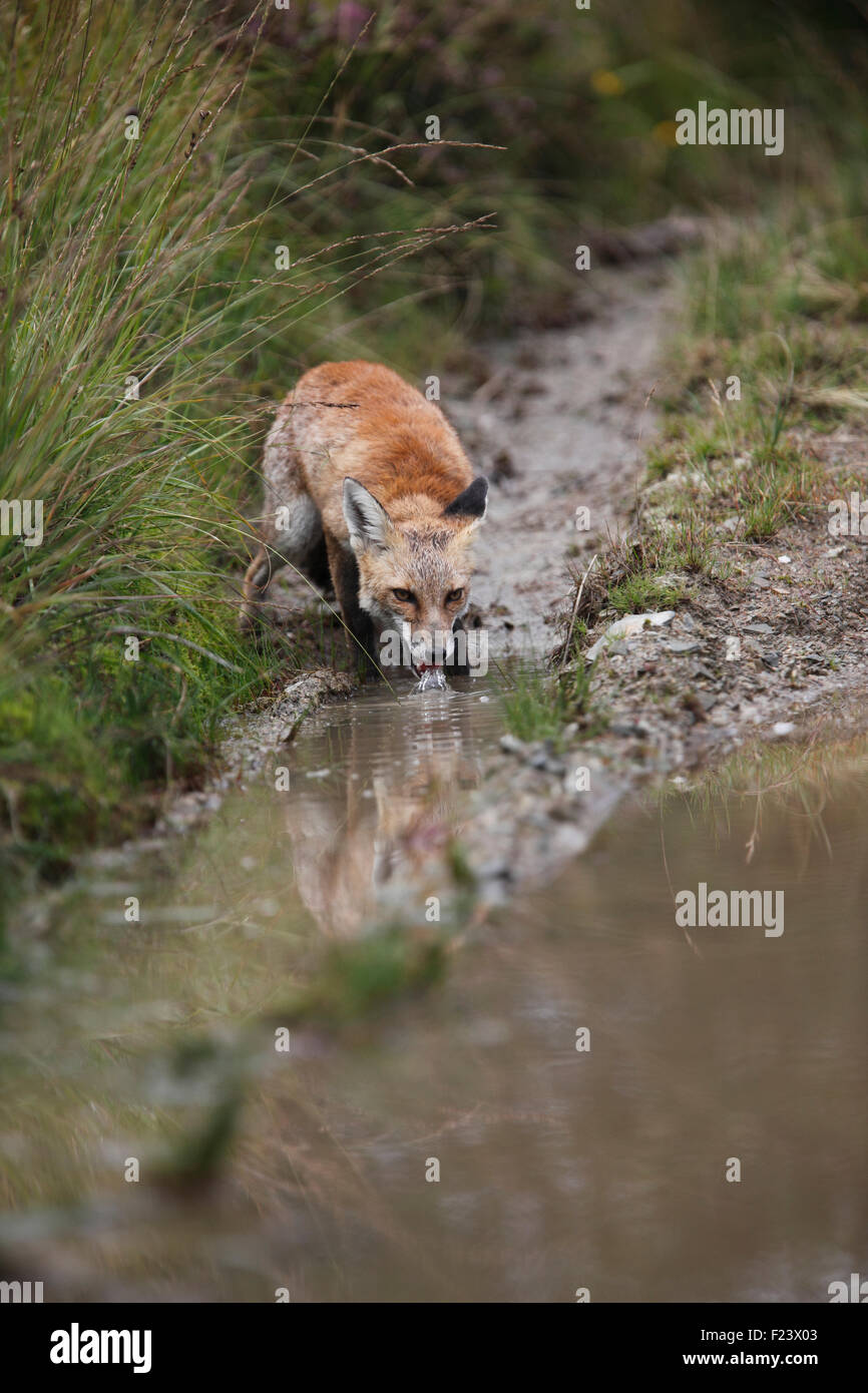 Le renard roux Vulpes vulpes flaque de potable sur forsetry la voie Banque D'Images