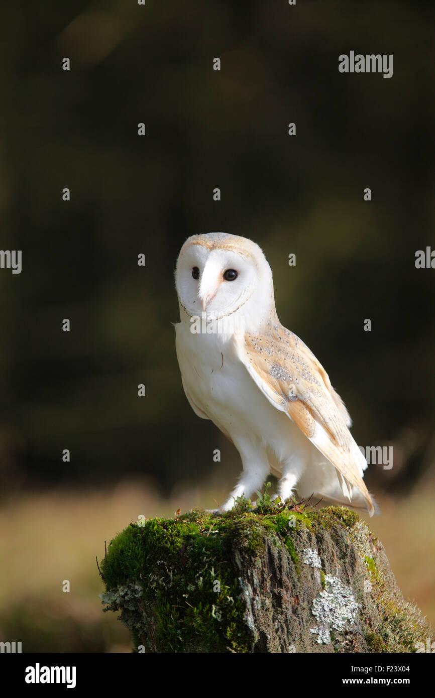 Tyto alba Barn Owl perching on gate poster Banque D'Images