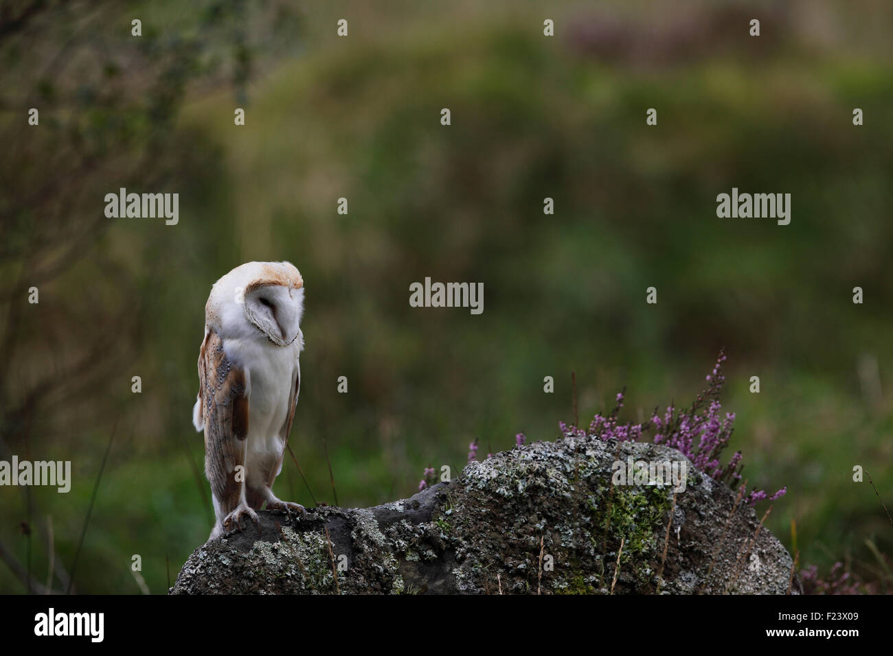 Tyto alba Barn Owl perching on maritime pierre couverte Banque D'Images