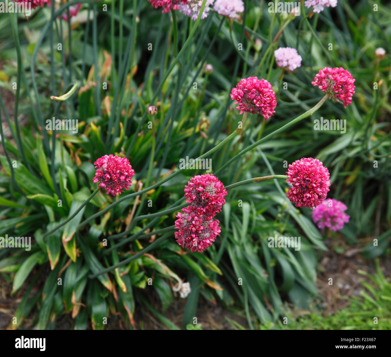 Allium sphaerocephalon en fleurs plantes Banque D'Images
