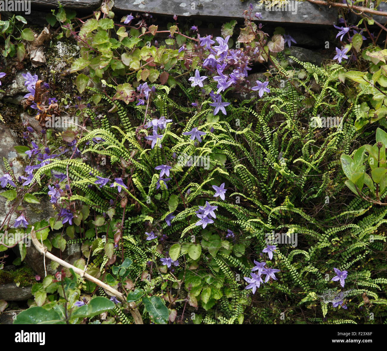 Campanula poscharskyana se répand chez les fougères Banque D'Images