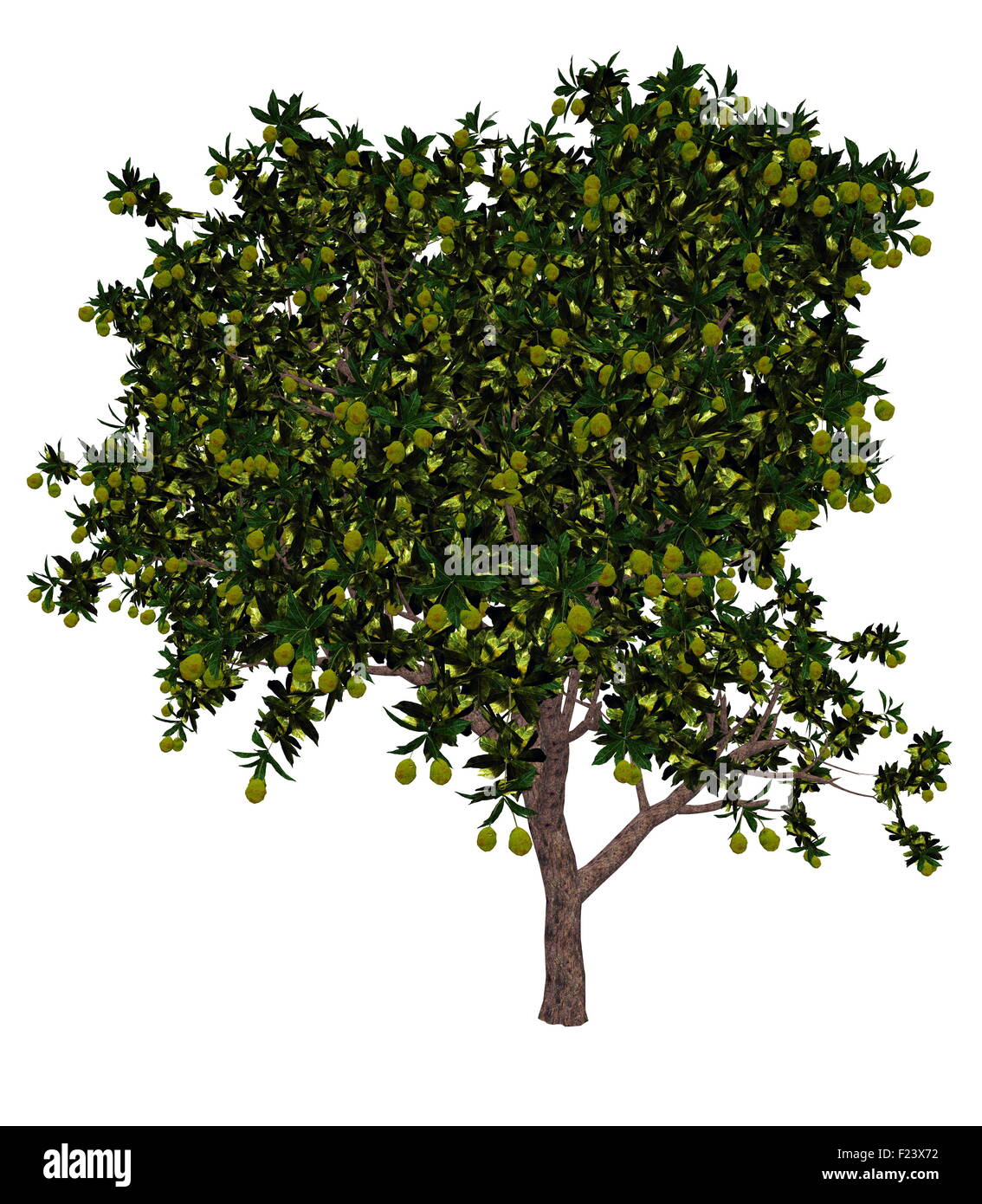 La mangue, mangifera indica, arbre isolé en fond blanc - 3D render Banque D'Images