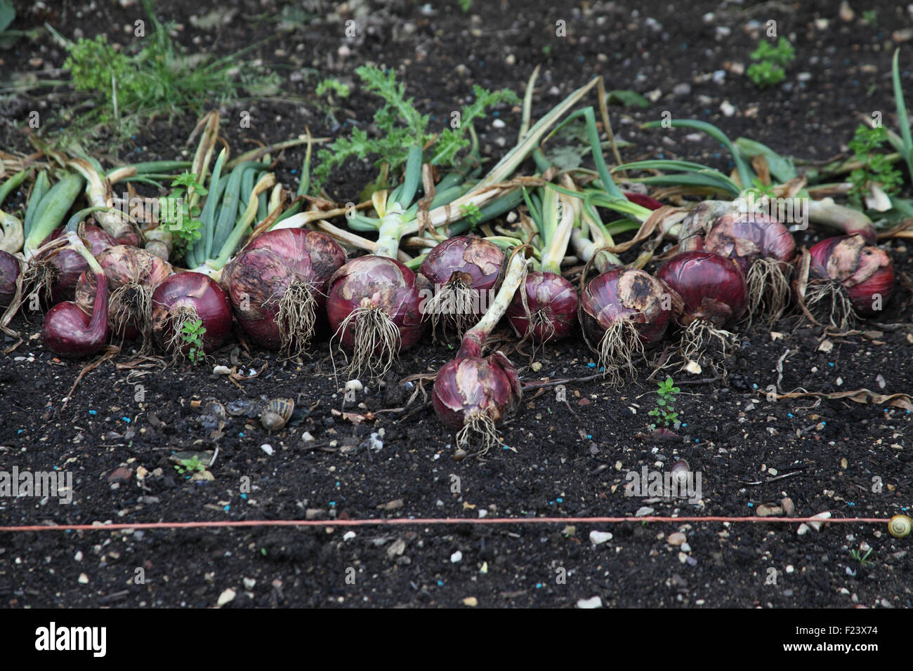 L'Allium cepa 'Red Baron' Oignons laissés sécher à l'air avant de le ranger Banque D'Images