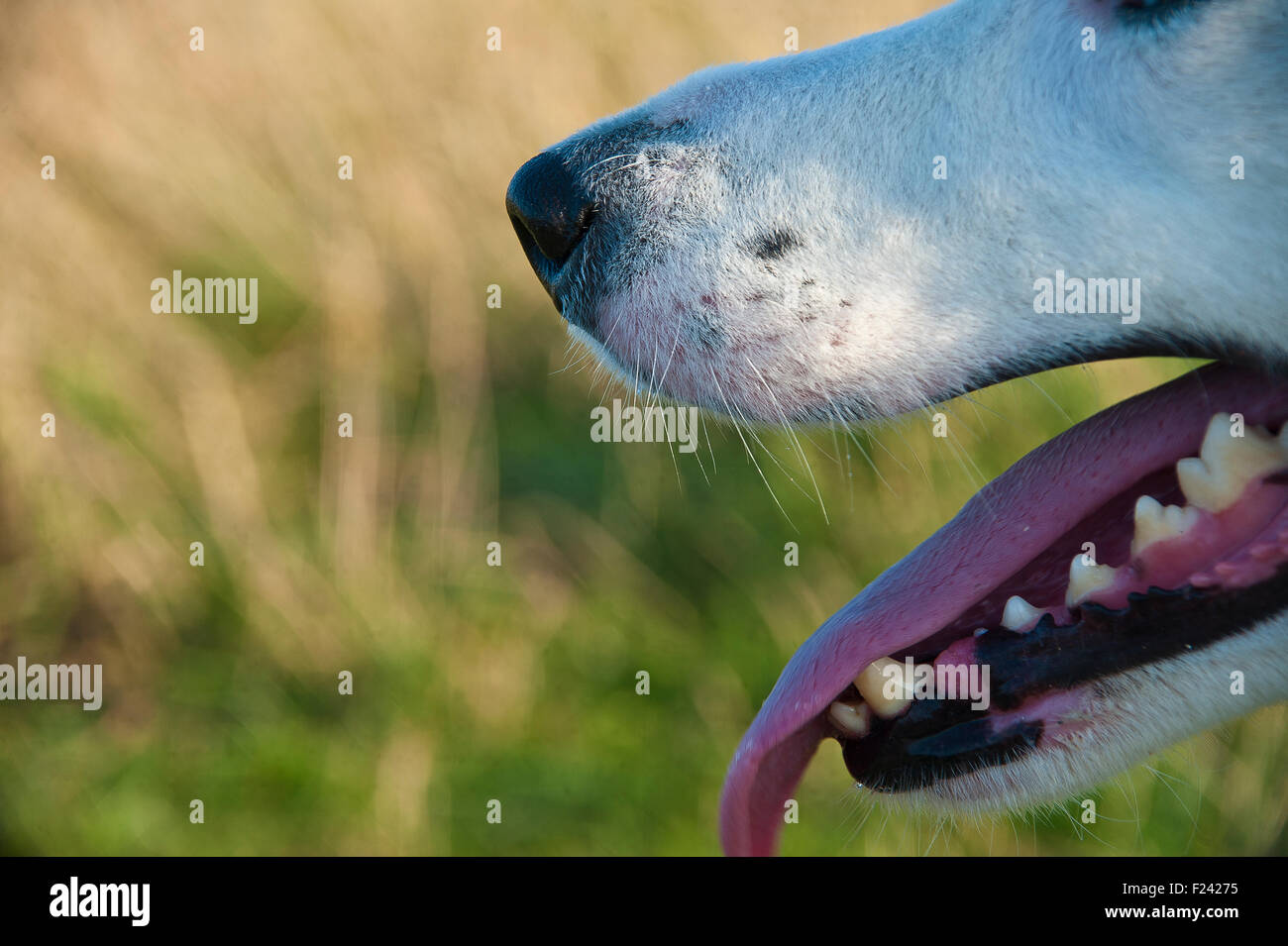 La bouche du chien, les dents, le nez, la langue, des yeux, de la mâchoire, canines et les narines de profil Banque D'Images