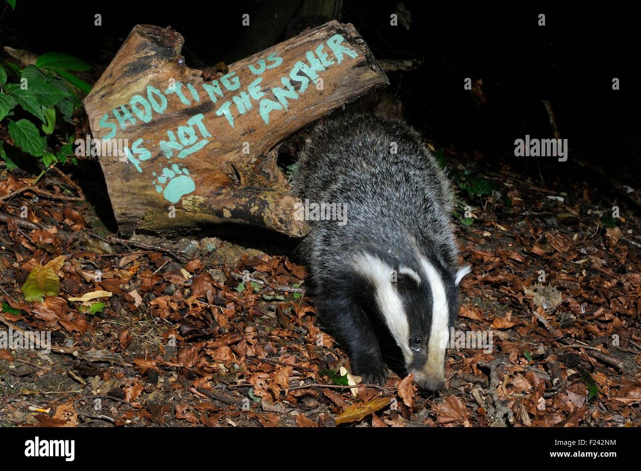 Blaireau européen (Meles meles) et message pour protester contre l'abattage du blaireau, Wiltshire, Royaume-Uni, septembre 2015. Prise par une caméra à distance Banque D'Images