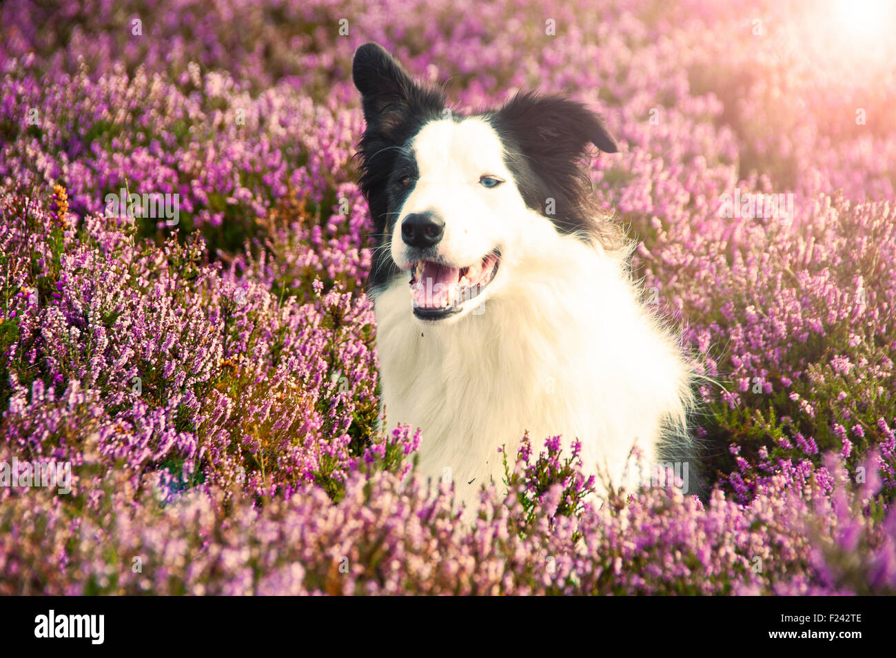 Portrait d'animal chien border collie dans purple heather & lyng dans parc national des North Yorkshire Moors, Angleterre Banque D'Images