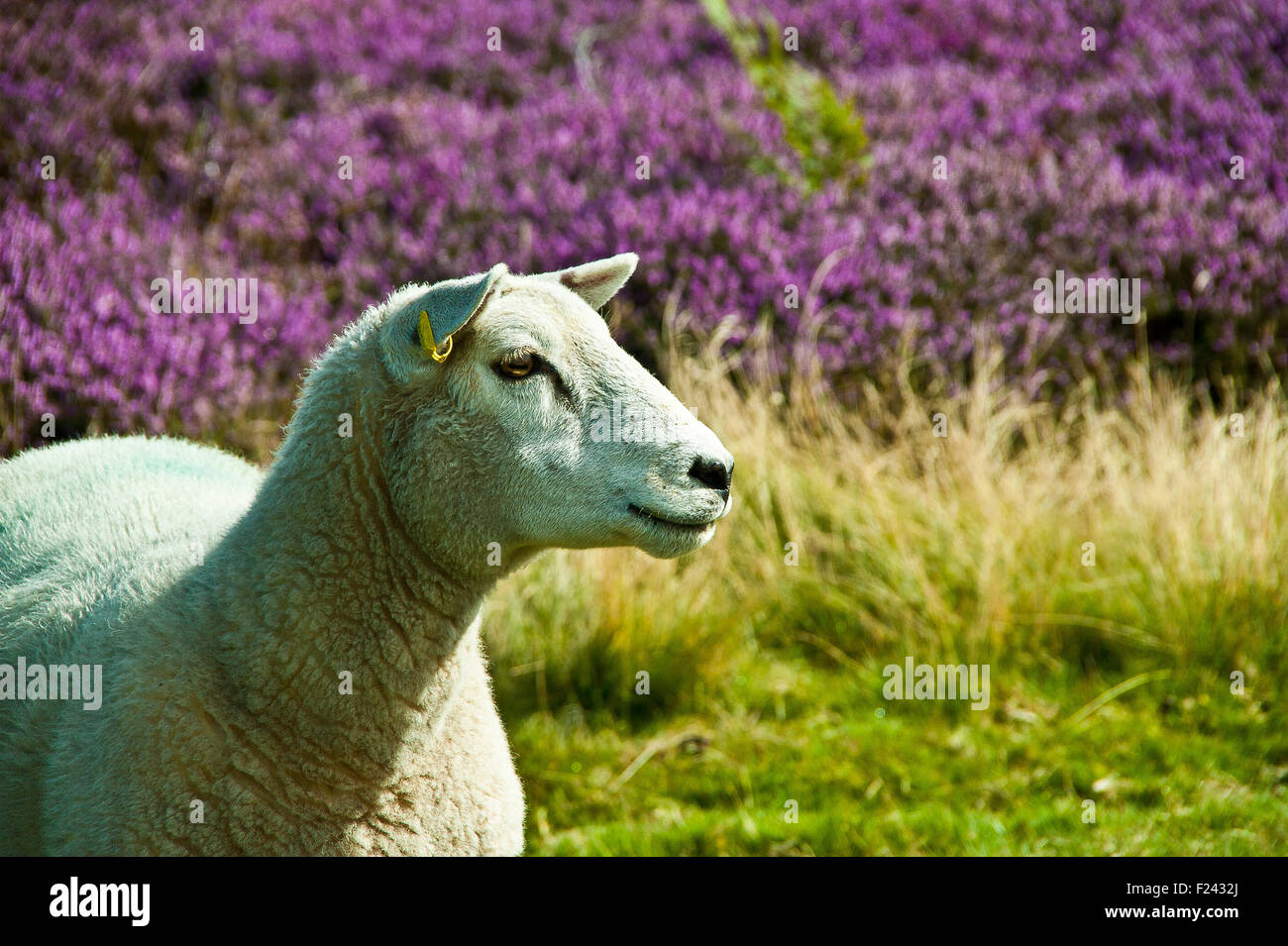 Les moutons à face blanche sur North York Moors heath avec purple heather, lyng, & l'herbe Banque D'Images