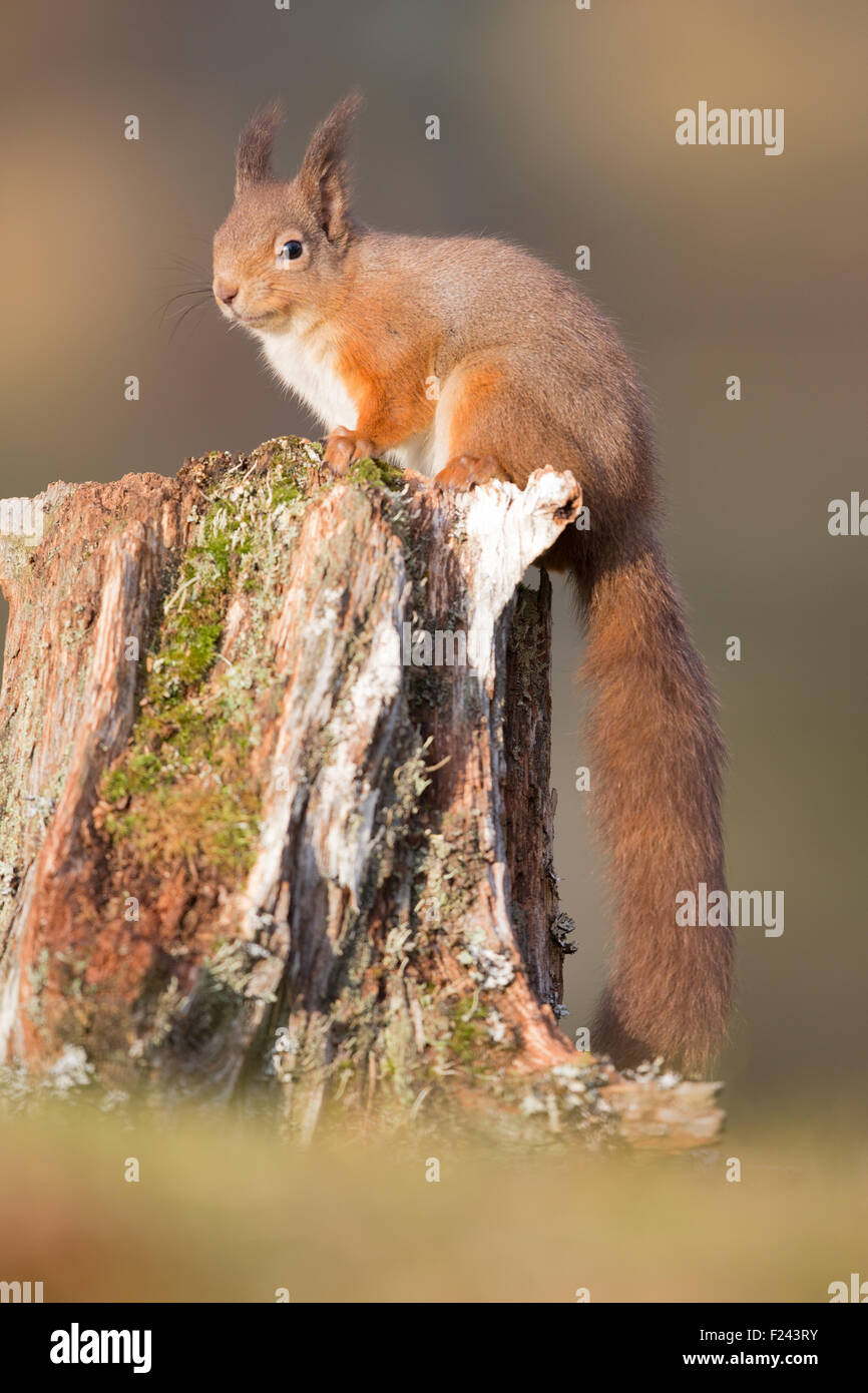 Eurasian Écureuil roux (Sciurus vulgaris) assis sur une souche d'arbre dans la lumière du matin d'or Banque D'Images