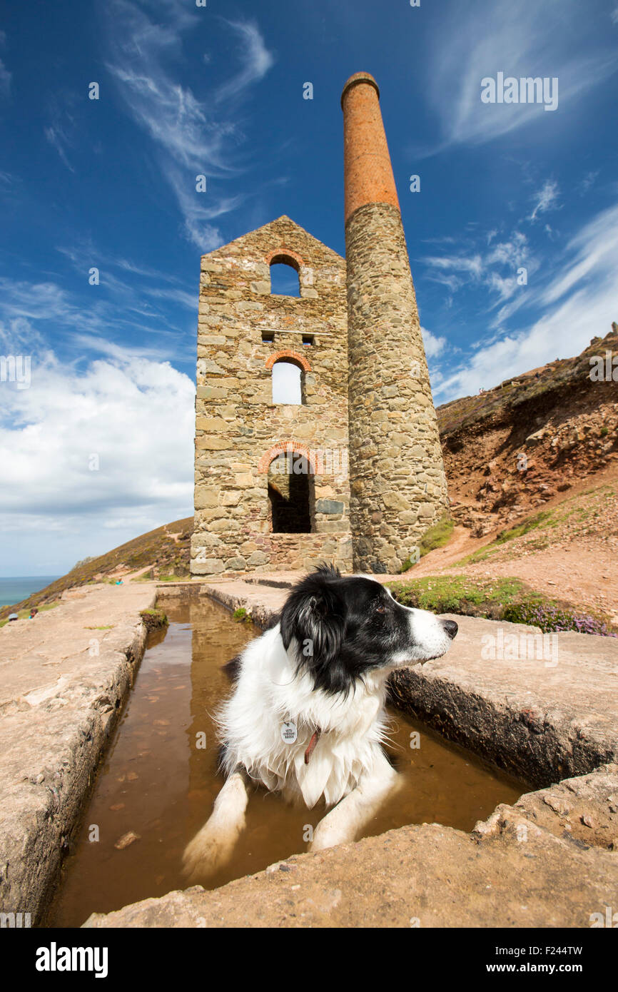 Papule Coates, une ancienne mine d'étain sur les falaises au-dessus de St Agnes, Cornwall, UK, avec un border collie en phase de refroidissement dans un bassin d'eau. Banque D'Images