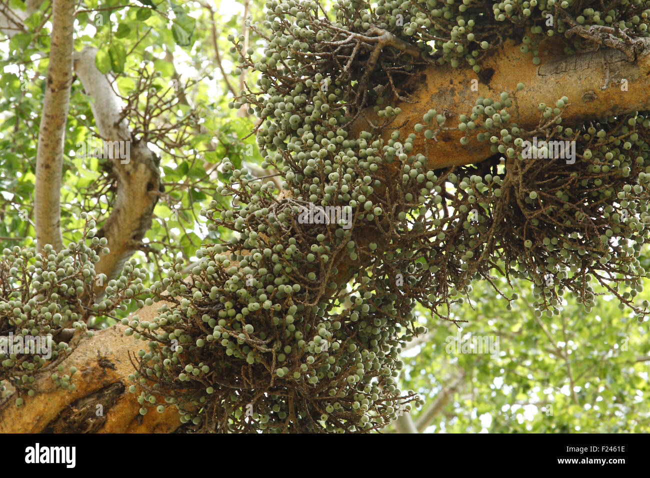 Figuier sauvage avec des fruits dans le Masai Mara, Kenya, Afrique de l'Est Banque D'Images