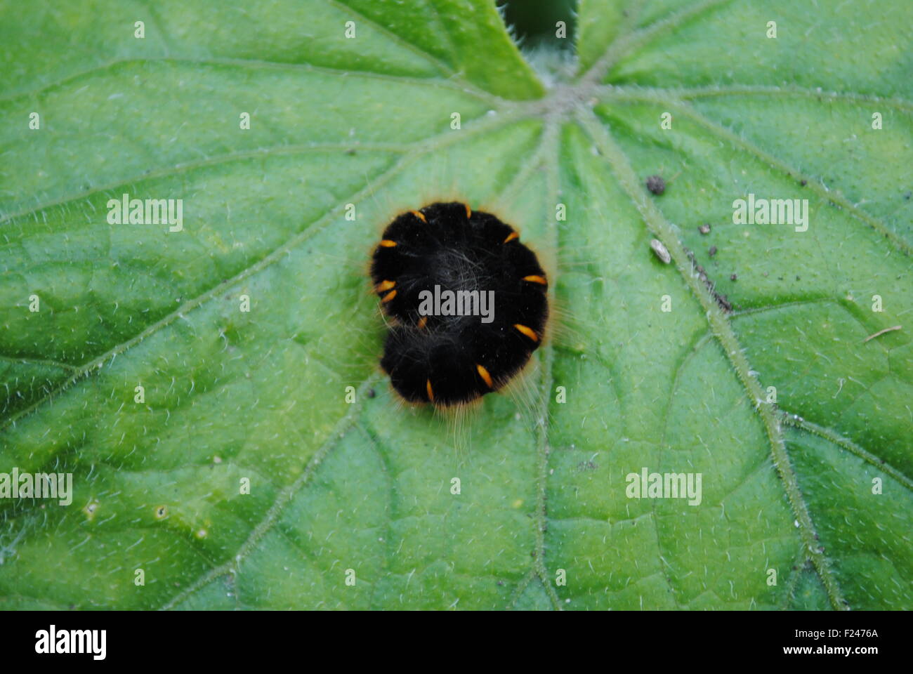 Un Fox Moth caterpillar en-cas sur une feuille de concombre Banque D'Images