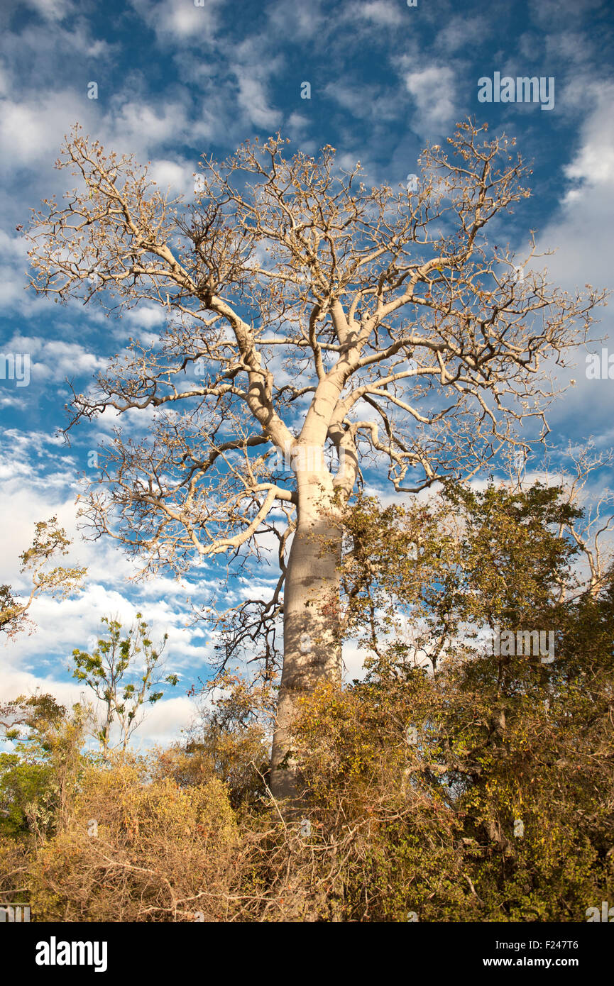 Arbre bouteille australienne au Undara Volcanic National Park, Outback Queensland, Australie Banque D'Images