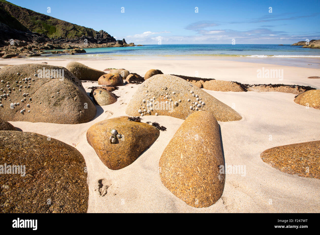 Blocs de granite sur la plage de Porthmeor Cove, sur la côte nord de Cornwall, UK, avec les patelles et les balanes. Banque D'Images