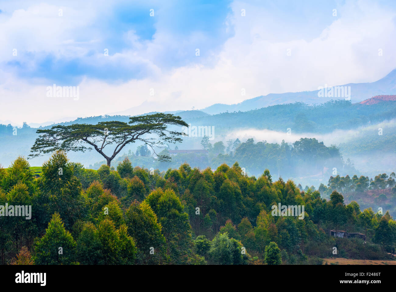 Beau paysage indien avec un arbres et montagnes dans une brume avant l'aube, le Kerala Banque D'Images