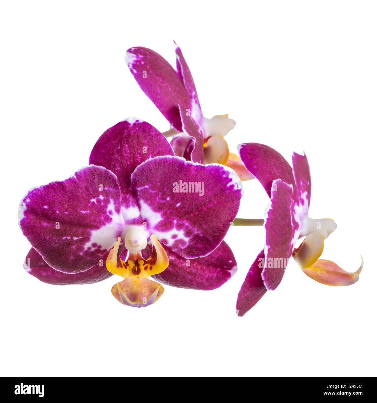 La direction de fleurs violet foncé, orchidée phalaenopsis blanc, est isolé  sur fond blanc, gros plan Photo Stock - Alamy