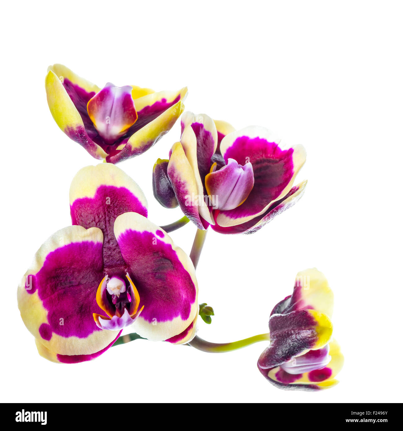 La direction de fleurs violet foncé, orchidée Phalaenopsis jaune, rim est isolé sur fond blanc, gros plan Banque D'Images