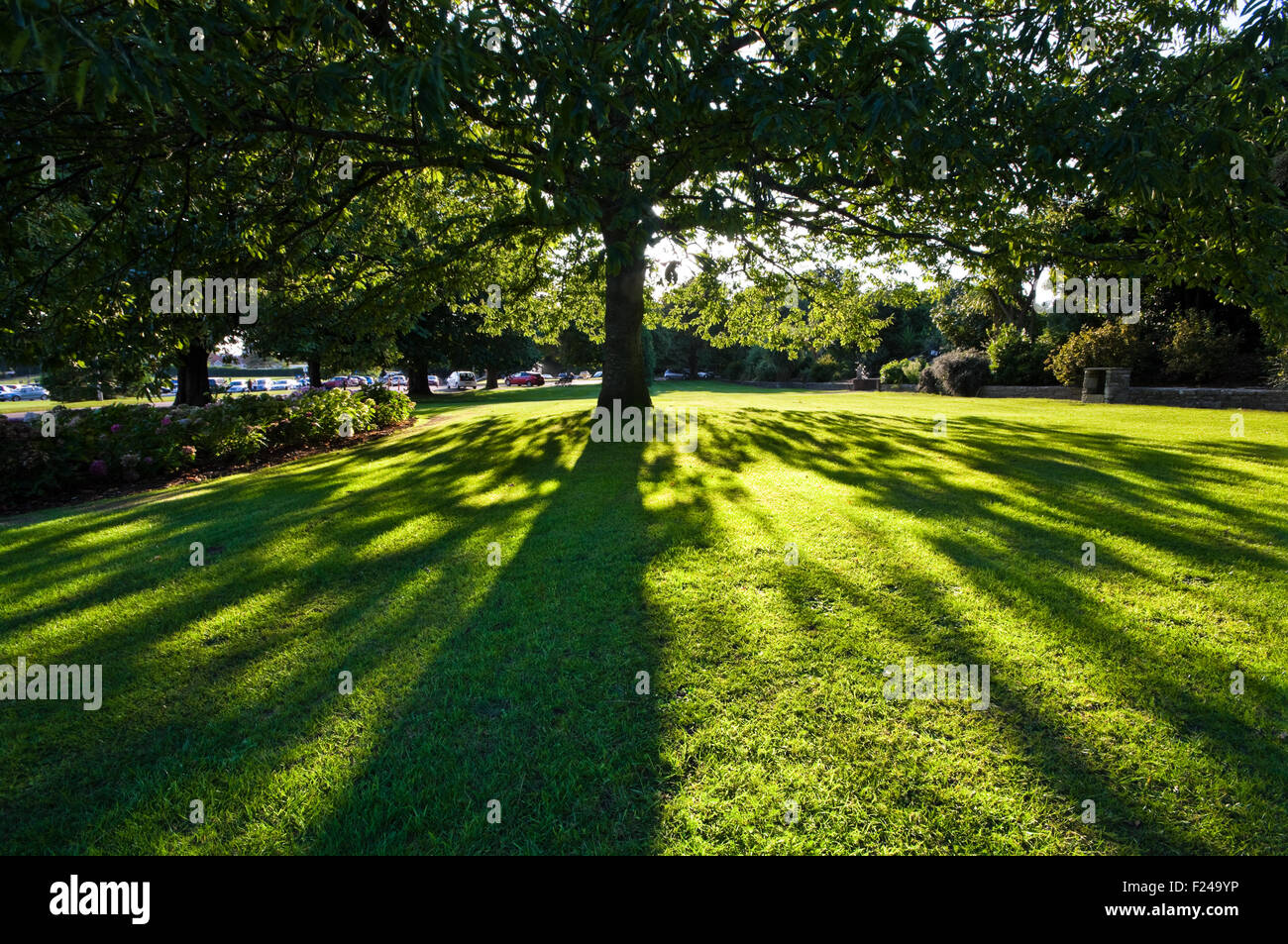 Un arbre dans le parc Poole jette une ombre sur l'herbe. Banque D'Images