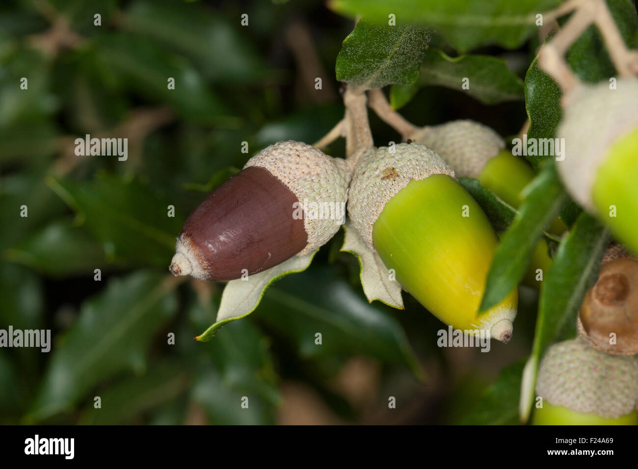 Le chêne, houx, chêne, chêne, chêne vert, fruits, glands, acorn, Stein-Eiche Steineiche, Früchte, Frucht, Eicheln, Quercus ilex Banque D'Images