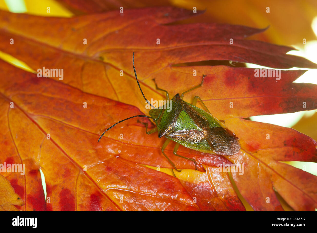 Hawthorn shieldbug, Stachelwanze Wipfelwanze Bauchkielwanze,,,, Bauch-Kielwanze Acanthosoma haemorrhoidale Banque D'Images