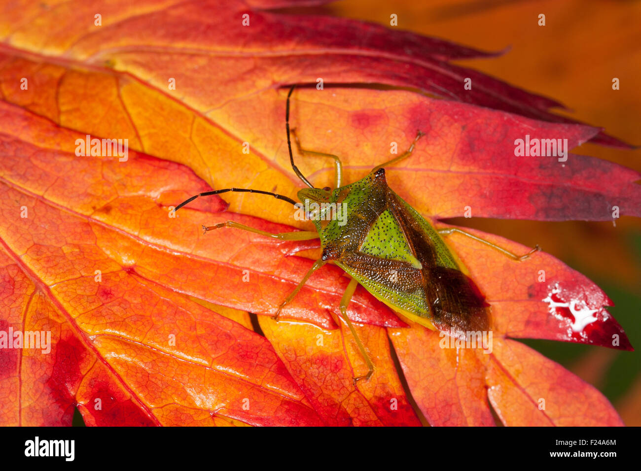 Hawthorn shieldbug, Stachelwanze Wipfelwanze Bauchkielwanze,,,, Bauch-Kielwanze Acanthosoma haemorrhoidale Banque D'Images