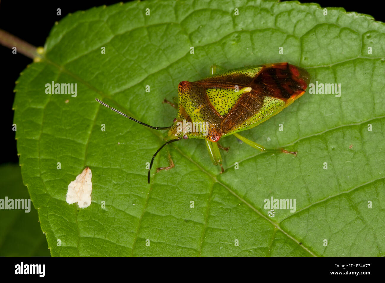 Hawthorn shieldbug, Stachelwanze Wipfelwanze Bauchkielwanze,,,, Bauch-Kielwanze Acanthosoma haemorrhoidale Banque D'Images