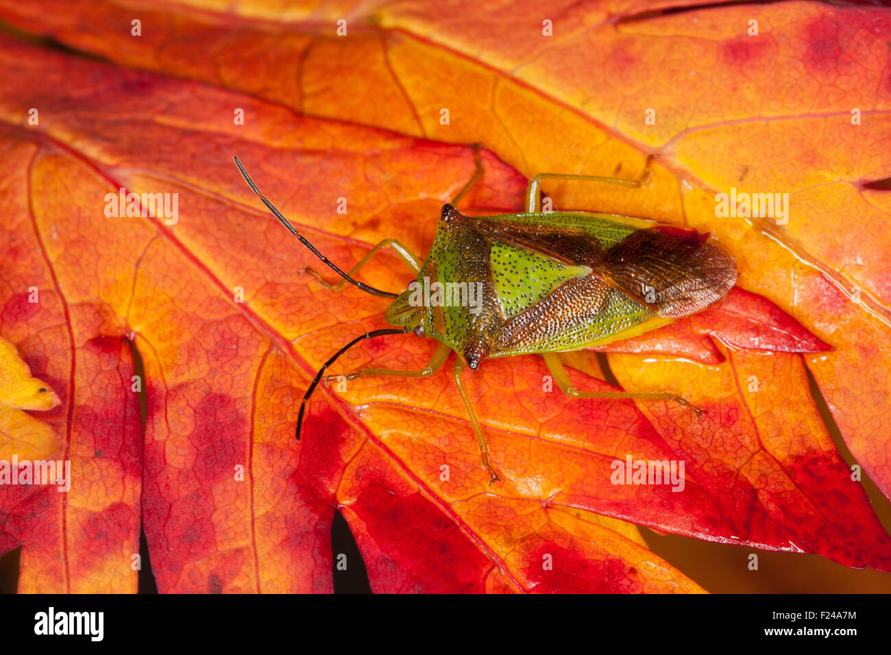 Hawthorn shieldbug, Stachelwanze Wipfelwanze Bauchkielwanze,,,, Bauch-Kielwanze Acanthosoma haemorrhoidale Banque D'Images