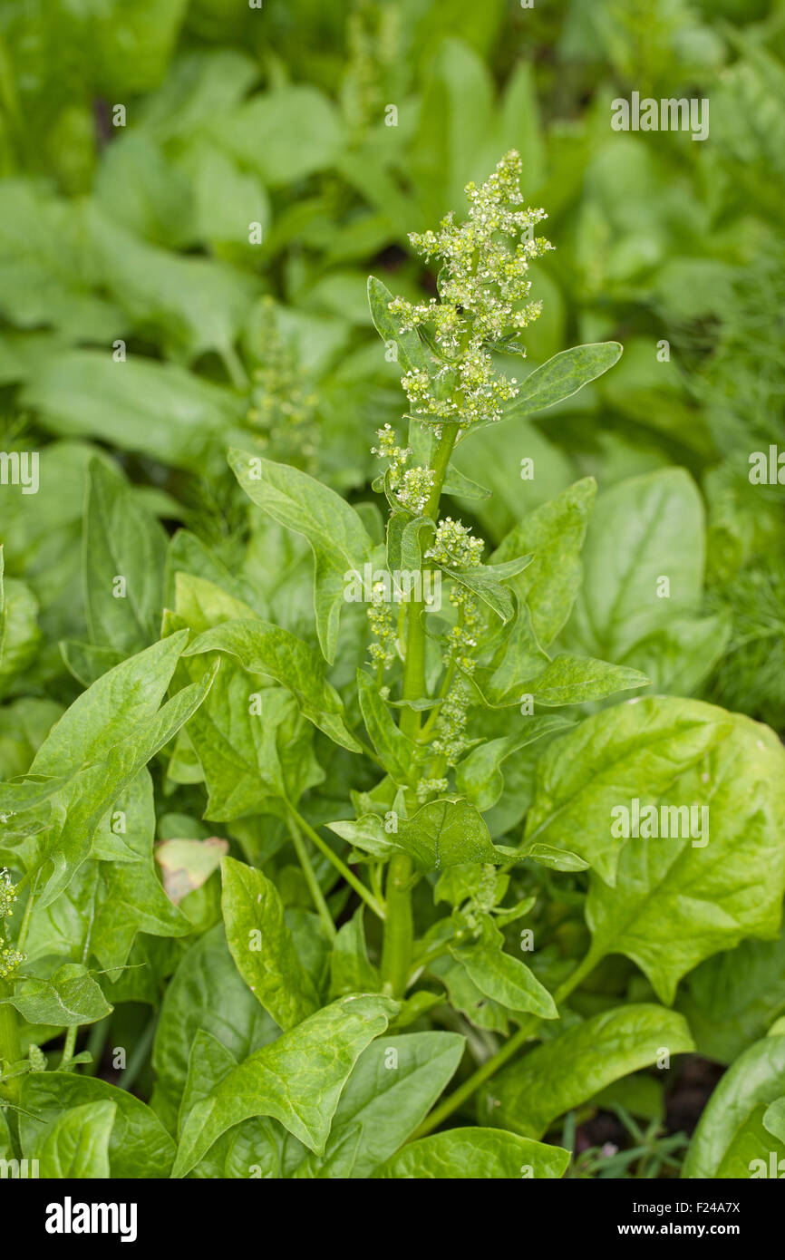 Les épinards, la société Gemüsespinat Gartenspinat Spinat,,, Gemüse-Spinat Garten-Spinat, Spinacia oleracea, Banque D'Images