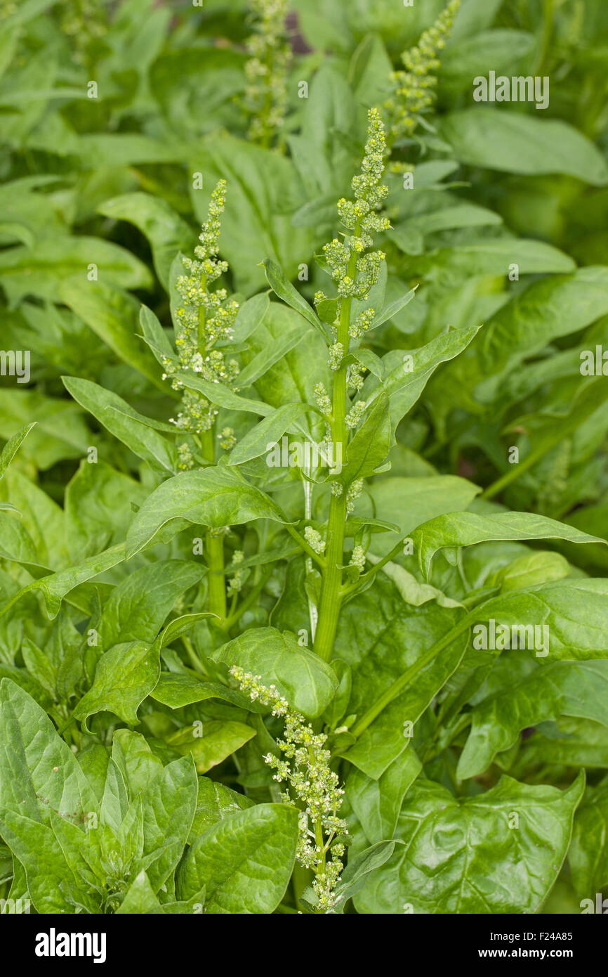 Les épinards, la société Gemüsespinat Gartenspinat Spinat,,, Gemüse-Spinat Garten-Spinat, Spinacia oleracea, Banque D'Images