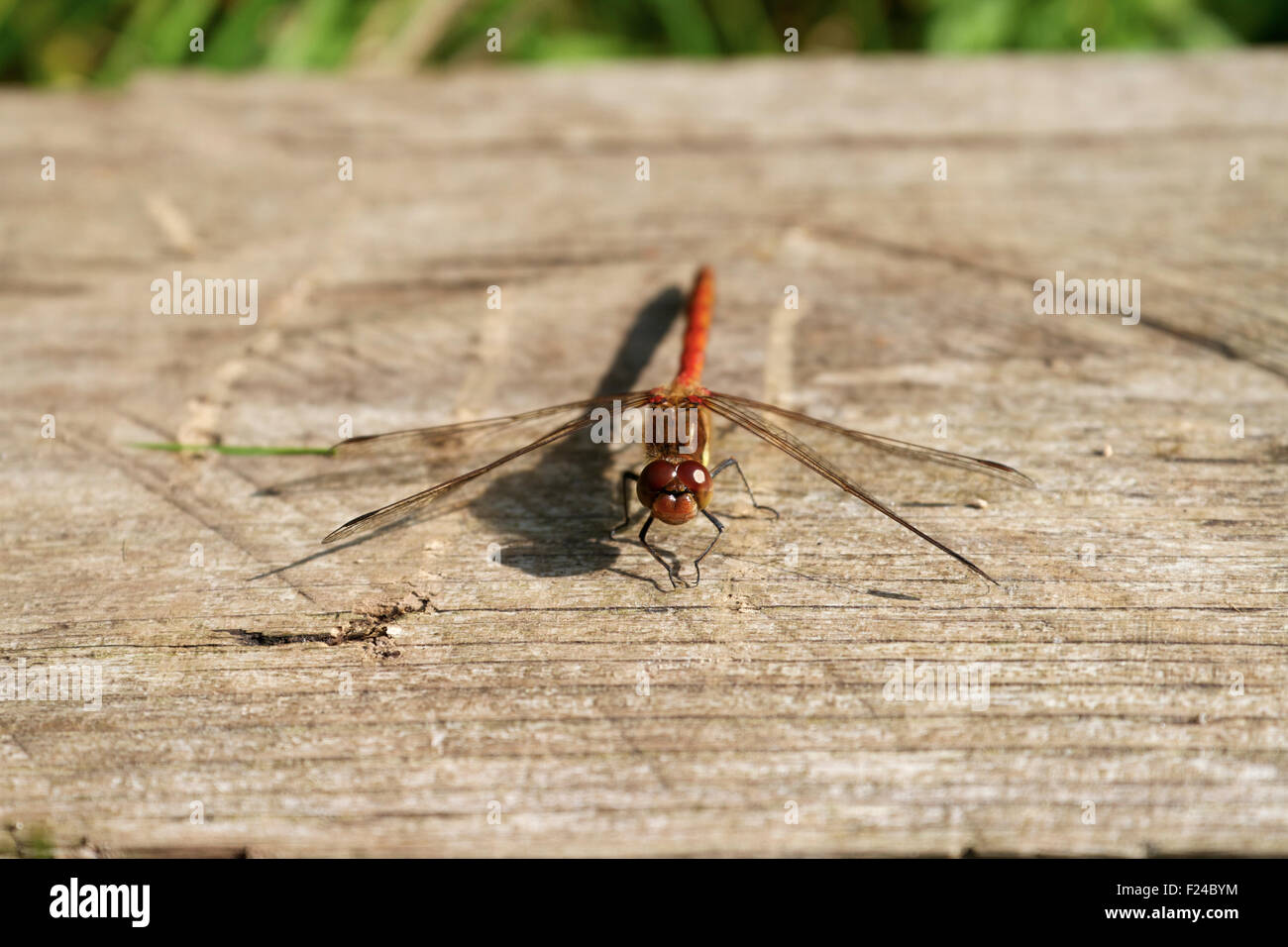 Dard commun libellule perchée sur morceau de bois. Heath de plaine. UK Banque D'Images