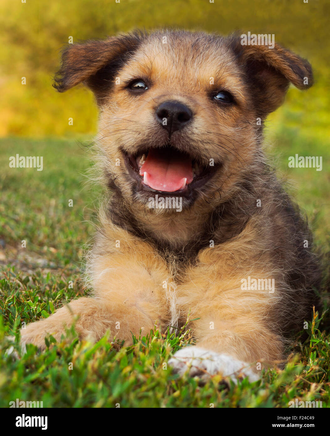Chiot heureux Banque D'Images