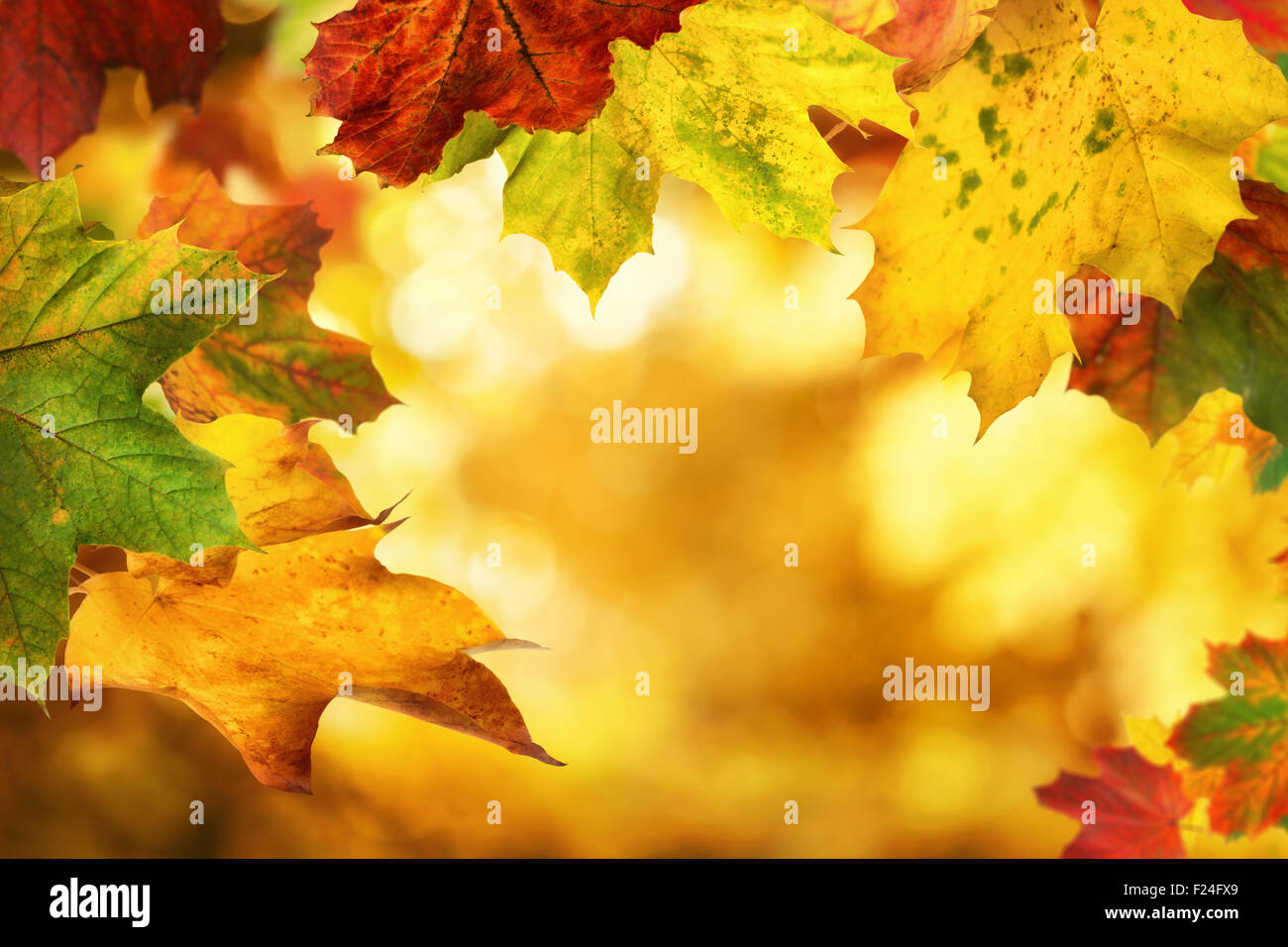 Encadrement de feuilles d'automne un joli flou d'arrière-plan avec shining gold met en lumière Banque D'Images