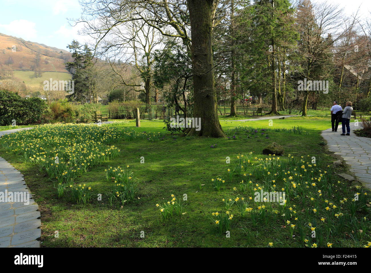 Printemps jonquilles la jonquille, Wordsworth Grasmere village, Jardin, Parc National de Lake District, Cumbria, England, UK Banque D'Images