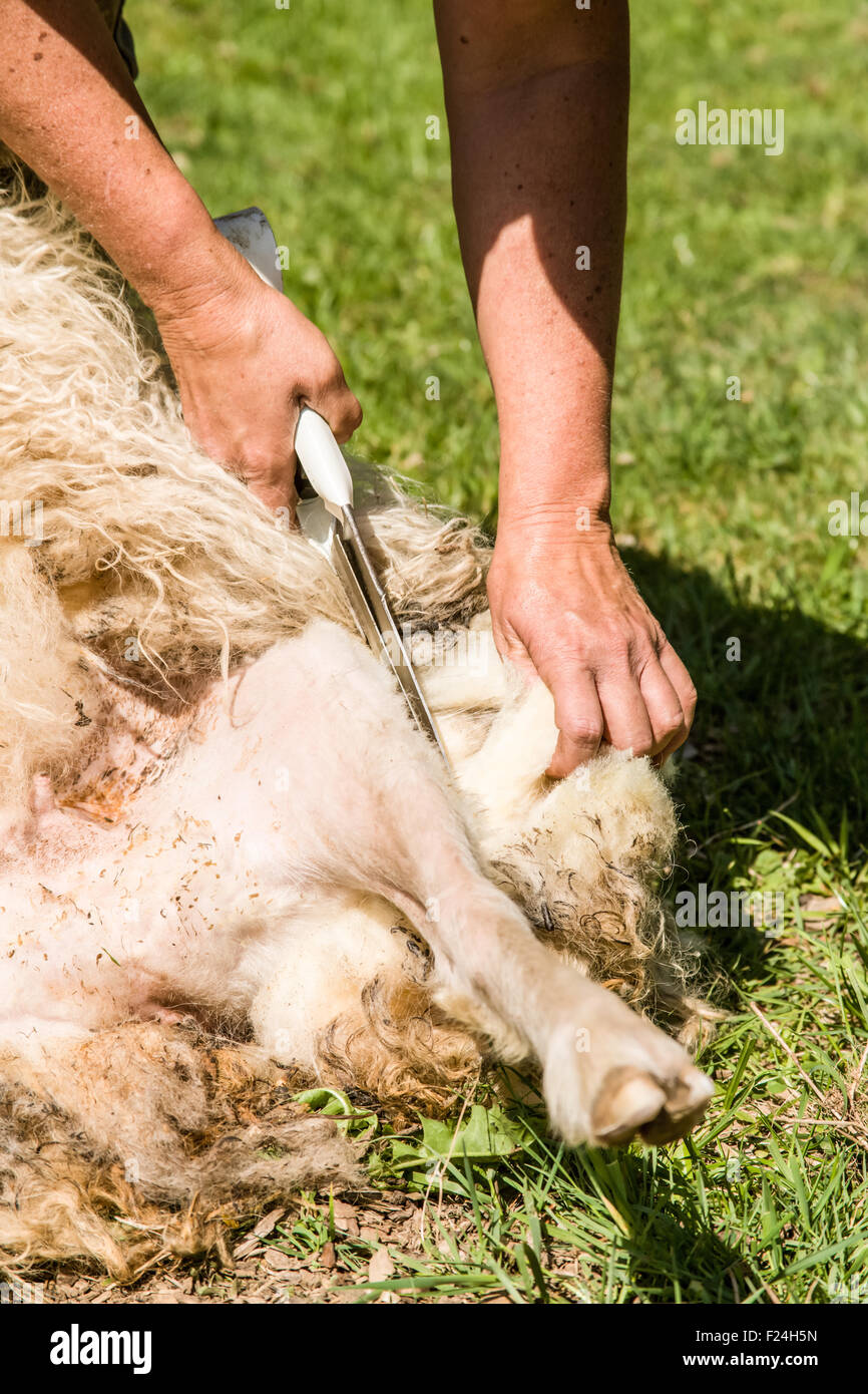 Femme patrimoine islandais de la tonte des moutons de race à sa ferme près de l'Œillet, Washington, USA. Banque D'Images