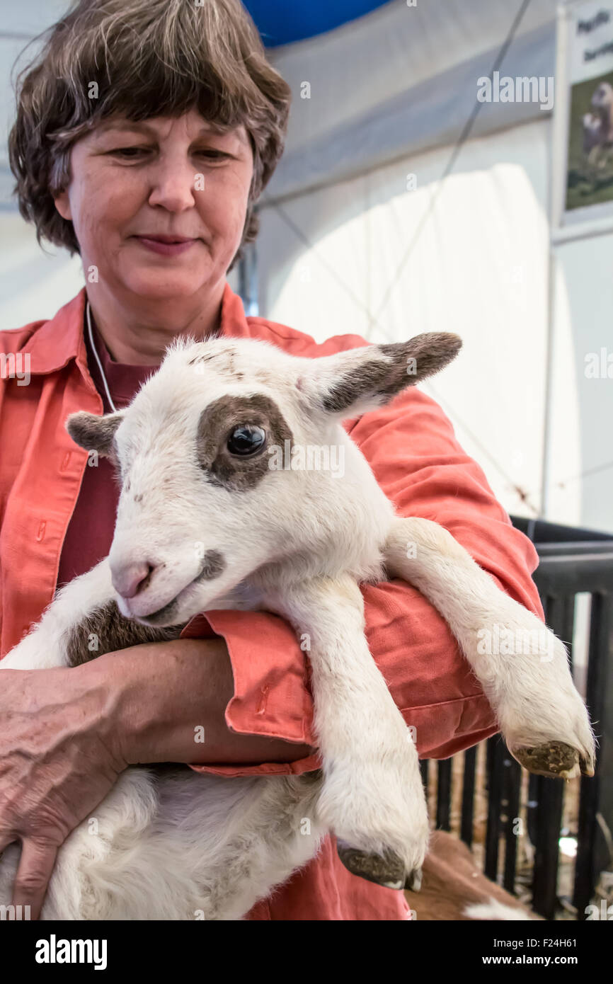 Femme tenant un agneau dans les cheveux Katahdin Mother Earth News Fair à Puyallup, Washington, USA. Banque D'Images